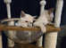 1st generation,  pedigree,  registered Tonkinese kittens