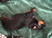 Beautiful Chunky Rottweiler puppy's perfect example of the breed ready for their new homes