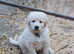 Golden shepherd puppies
