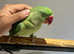 Baby Friendly Very Tame Cuddly Alexandrine Parrot,6