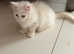 Beautiful Maine Coon Kittens - Pets Only