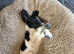 Fox terrier x spaniel