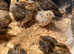 Japanese Coturnix Quail Chicks - Jumbo