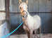 REDUCED Flash! Stunning yearling gelding to make 16hh