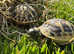 Garden Tortoise LAST ONE Hermann's from £99