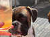 Boxer dogs