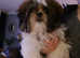 Shih-tzu