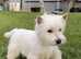 West Highland Terrier last Puppy boy