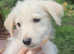 Shepadoodle Puppies *health tested parents*