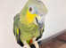 Stunning young Amazon Parrot for sale