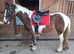 PROJECT!! Rosie 14.3hh skewbald mare