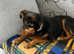 We named her Summer for a reason - little Pinscher mix, she just enjoys life and everything about it