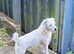 **STUNNING parson jack russell bitch**