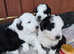 Beautiful litter of sheepadoddles