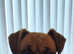 Boxer puppys