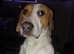 Beautiful foxhound for sale