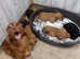 Fully Kc registered cocker spaniels puppies
