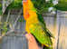 Hand reared sun conures for sale