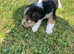 ready to go fox terriers