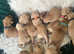 KC Registered Fox Red Champagne Yellow Labrador Puppies - Pedigree & Health Tested