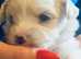 6 Beautiful westiepoo puppy's