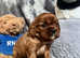 Stunning cavalier puppies