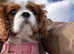 KC Reg GIRL King Charles Cavalier Puppy