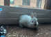 Two stunning Netherland dwarfs Babies