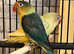 Very beautiful love bird for sale