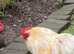 Free to good homes  Pekin  Bantam Cockerals