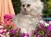 chinchilla Persian girl !!!