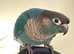 Female Turquoise Conure parrot for sale as image