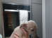 KC Whippet pups last two. 1 Female, 1 Male
