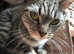 Urgent Adorable 10 month old Ragdoll mix kitten for Sale Offers Welcome.