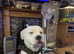 9 MONTH OLD AMERICAN BULLDOG