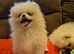 Kc reg small male Pomeranian for sale