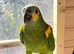 Beautiful blue fronted Amazon Parrot