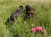 Dog Walking Services