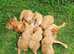 Playful F1 CAVAPOO Puppies READY NOW!!