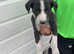 Saluki collie greyhound puppies