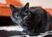 Female Russian black cat