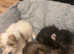 2 mini Biewer/yorkie female pups