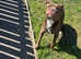 North American mastiff x
