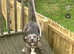 Staffy cross American bulldog