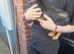 Lovely female dachsund cross terrier