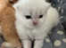 ALL SOLD NEW LITTERS AVAILABLE GCCF registered British Shorthair Black Golden Himalayan (Colourpointed) Female