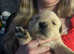 Fluffy Goldador puppies