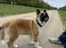 17 week old male Japanese Akita in Grantham Lincolnshire