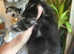 RAGDOLL MIX MALE KITTEN READY NOW