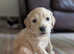 Beautiful F1 Toy Sprockerpoo puppies